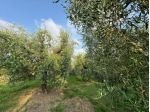 Terreno agricolo in vendita a Ripoli - Cascina 740 mq  Rif: 1329214
