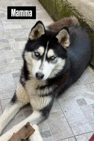 Cuccioli Husky - Foto 6