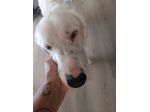 Neve setter  adozione cane sordo