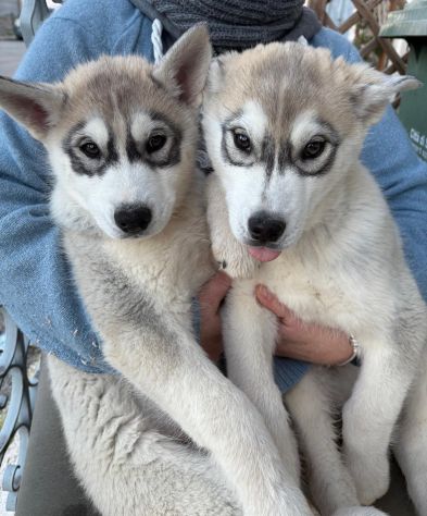 Cuccioli maschietti di Siberian Husky