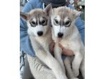 Cuccioli maschietti di Siberian Husky