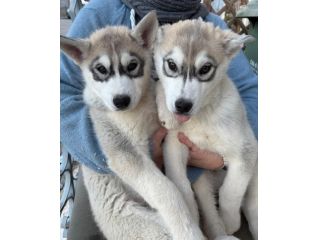 Cuccioli maschietti di Siberian Husky