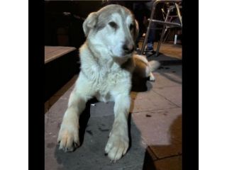 CUCCIOLONE IN ADOZIONE