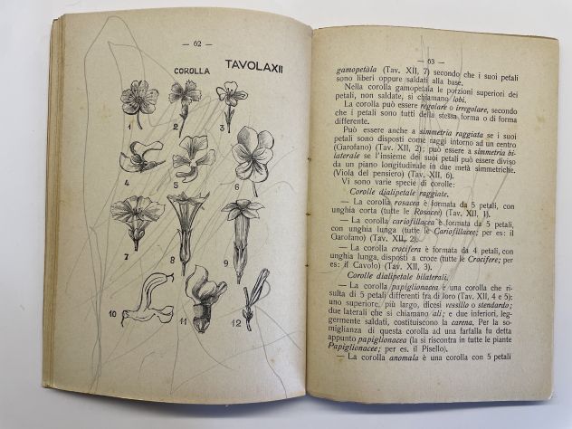 Nozioni di biologia vegetale per le scuole medie - Foto 4