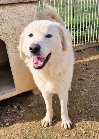 LEO,DOPO L'INFERNO,MERITA UNA STUPENDA ADOZIONE! - Foto 10
