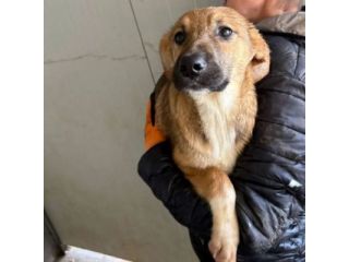 MOCKY un piccolo tenerone, cucciolo in adozione