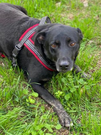 Amos da cucciolo vive in canile - Foto 7