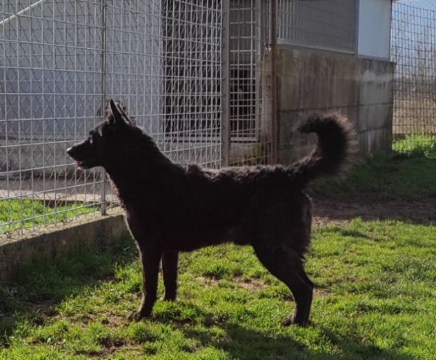 CAGNOLINO IN ADOZIONE - Foto 6