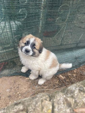 Lillino cucciolo - Foto 4