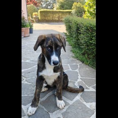 DANA E BERNA CUCCIOLE IN ADOZIONE