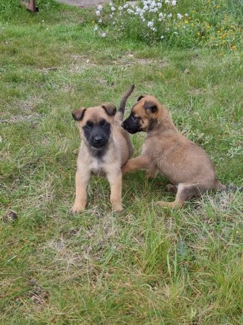 Pastore Belga Malinois Allevamento e cuccioli Lecce Brindisi Bari e in Puglia - Foto 7