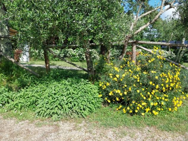 Casolare in pietra ristrutturato in collina tra Lucca e Camaiore - Foto 7