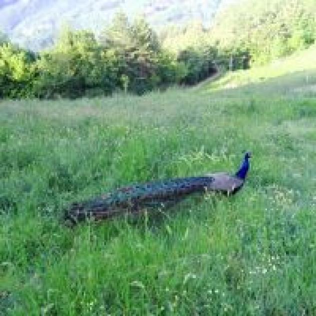 Fattoria La Cona - Foto 4