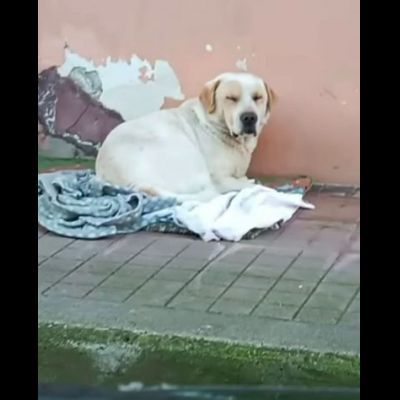 OSVALDO MIX LABRADOR CANE IN ADOZIONE - Foto 2
