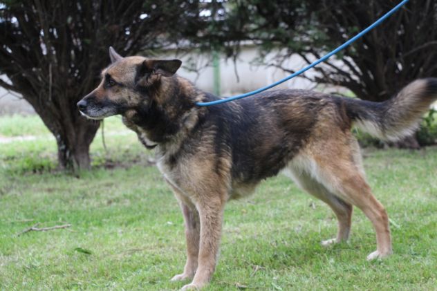 SOPHIA, meravigliosa lupetta cerca casa URGENTE - Foto 4