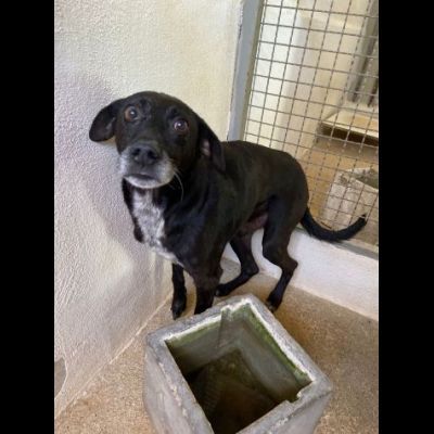 MOZART DOLCEZZA E AVVILIMENTO CANE IN ADOZIONE TG MEDIO CONTENUTA - Foto 8