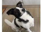 3anni kg15 TRIPODINA RISCHIA DI TORNARE IN CANILE.NUORO