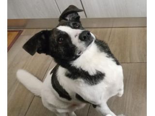 3anni kg15 TRIPODINA RISCHIA DI TORNARE IN CANILE.NUORO