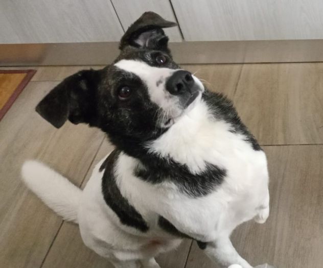 3anni kg15 TRIPODINA URGENTE! ADOZIONE SOLO IN SARDEGNA!NUORO
