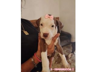 Cuccioli tipo Amstaff Pitbull