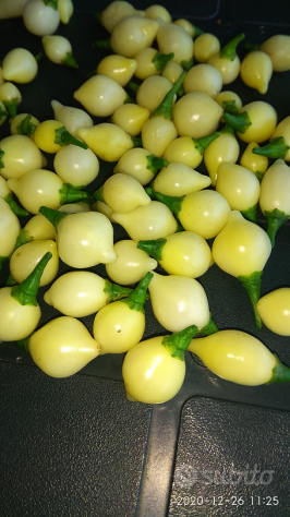 Semi Carolina Reaper, Scorpion Kraken,Habanero - Foto 5