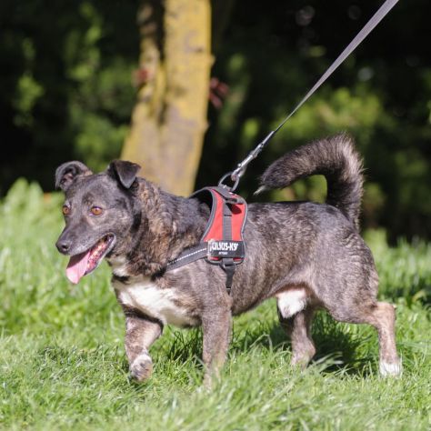 FLASH, 6 ANNI, TAGLIA MEDIO PICCOLA, RINCHIUSO DA TUTTA LA VITA IN CANILE - Foto 5