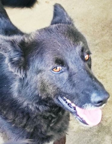 CAGNOLINO IN ADOZIONE: ALBERTO, piccolo lupetto. - Foto 5