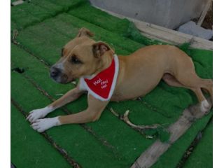Pitbull femmina 9anni indifferente a tutti! SICILIA
