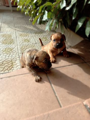 Allevamento Amstaff CON PEDIGREE zona Lavello Venosa Melfi - Foto 2