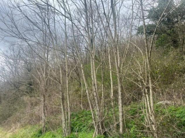 Immobile in asta di 9530 m² in vendita a Fiuminata - Foto 3