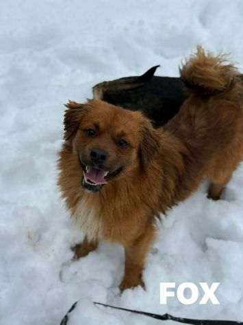 FOX, nanetto super simpatico cerca famiglia! - Foto 3