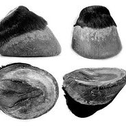 Pareggio naturale (metodo barefoot) per zoccoli di cavalli.
