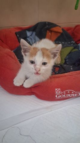 GATTINI DOLCISSIMI - Foto 4