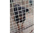 GORY ROTWEILLER 5 ANNI LASCIATO IN CANILE DALLA SUA FAMIGLIA