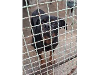 GORY ROTWEILLER 5 ANNI LASCIATO IN CANILE DALLA SUA FAMIGLIA