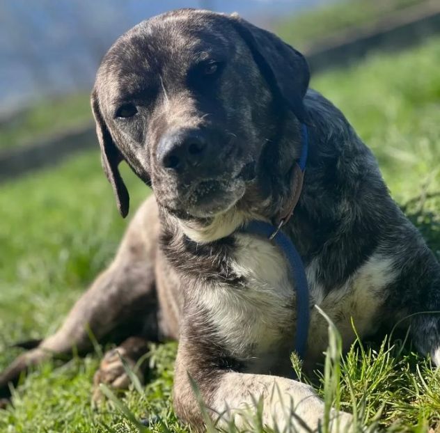JAGO E ZENO ADORABILI TENERONI CANI IN ADOZIONE DI COPPIA tg MEDIA - Foto 3