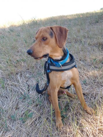 2/3anni segugino veniva cacciato!! Urgente aiuto!MOLISE SOS - Foto 4