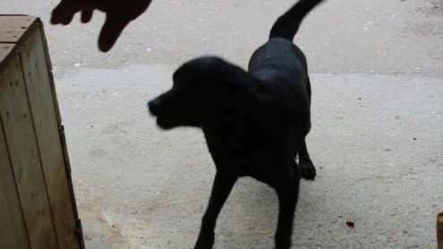 NERO cerca una persona speciale! - Foto 2