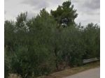 Immobile in asta di 4031 m² in vendita a Bitonto