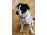RINGO, stupendo cucciolone