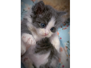Bellissimi gattini Siberianiani pedigree Enfi