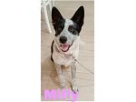 MILLY una bella cagnolina mix husky in adozione è ancora in box e cerca casa