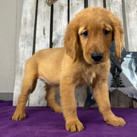 Cuccioli di Golden Retriever
