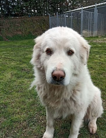 Artù Maremmano 8anni finito in canile anni fa,dolcissimo MARCHE
