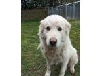 Artù Maremmano 8anni  finito in canile anni fa,dolcissimo MARCHE