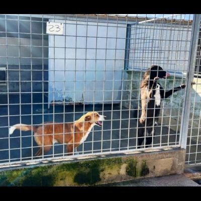 FAUSTO E FILIBERTO DA SEMPRE RECLUSI, CANE IN ADOZIONE, TG MEDIA - Foto 9