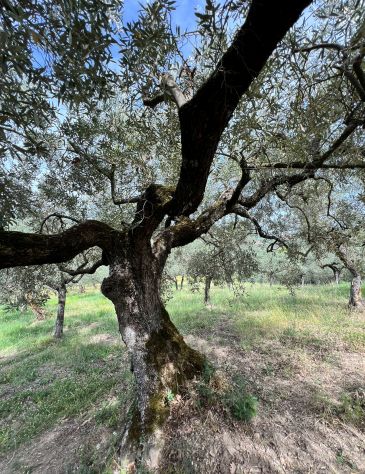 OLIVO SECOLARE - Foto 2