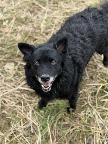 DIOR, cagnolina sorridente cerca amore! - Foto 6