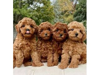 piccoli di barboncino