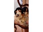 Peluche di cane marrone. Nuovo